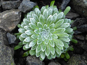 Saxifraga longifolia